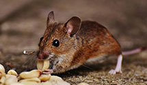 24 Hour & Emergency Exterminators in Hillsboro, ND